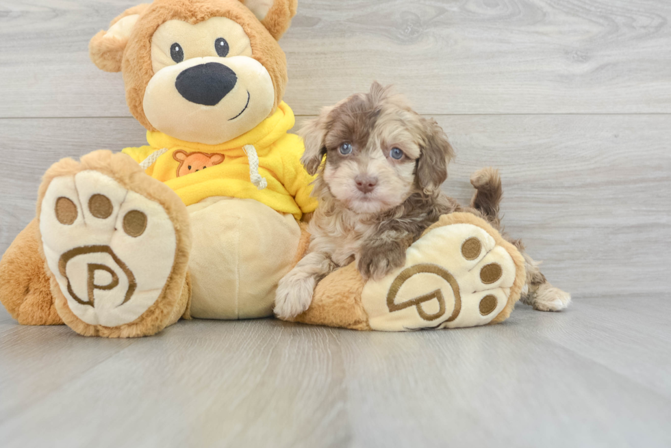 Adorable Havadoodle Poodle Mix Puppy