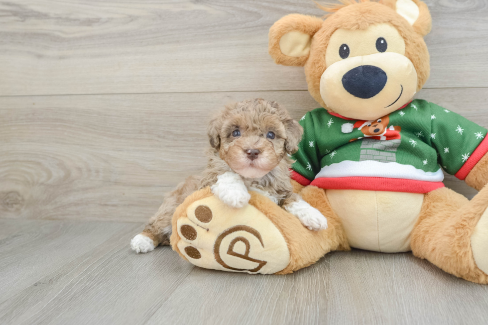 Havapoo Puppy for Adoption