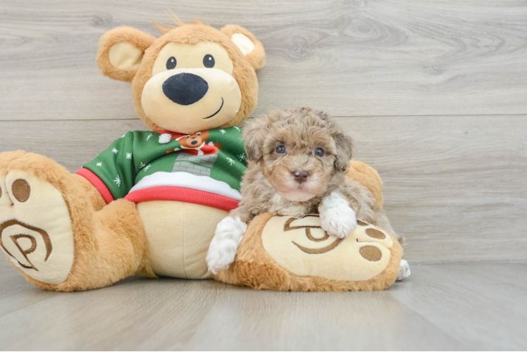 Energetic Havadoodle Poodle Mix Puppy