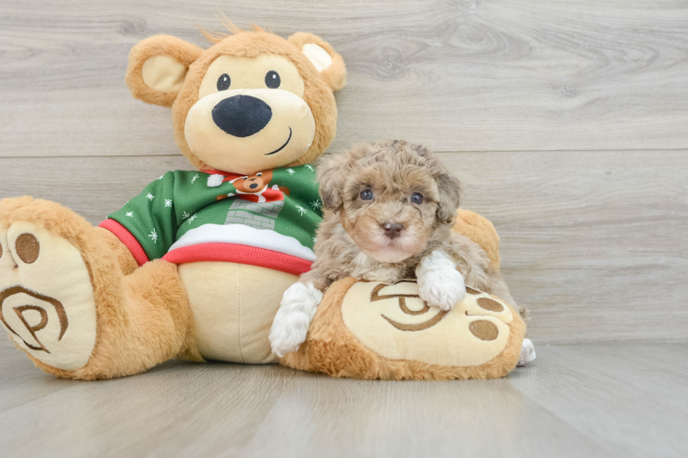 Energetic Havadoodle Poodle Mix Puppy