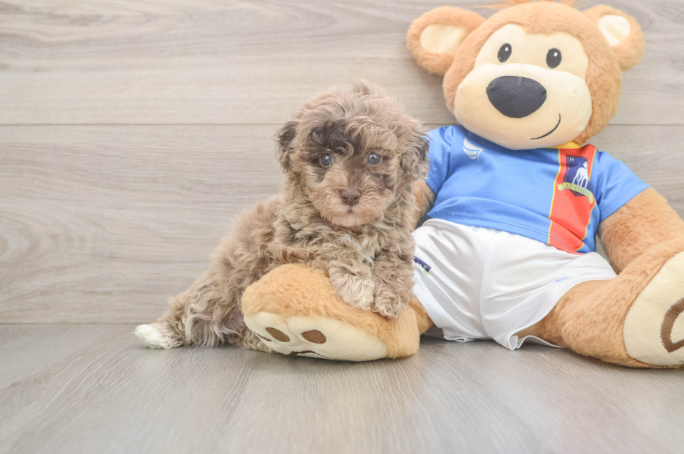 5 week old Havapoo Puppy For Sale - Premier Pups