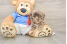 Havapoo Puppy for Adoption