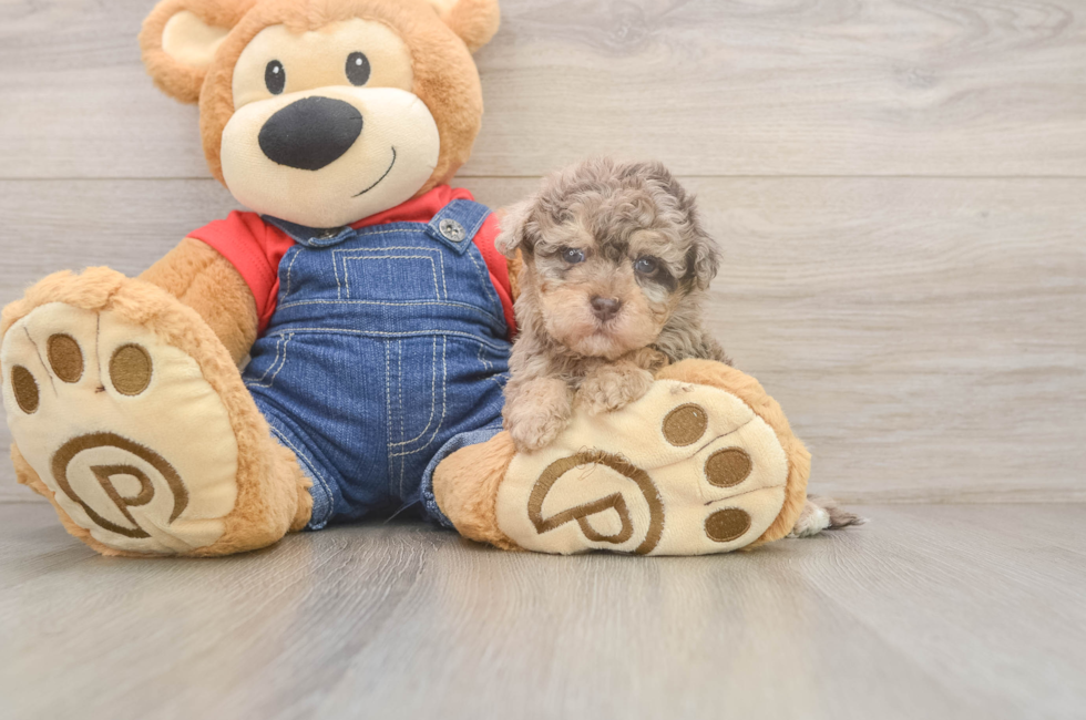 5 week old Havapoo Puppy For Sale - Premier Pups