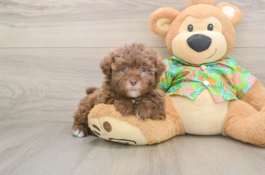 Energetic Havadoodle Poodle Mix Puppy
