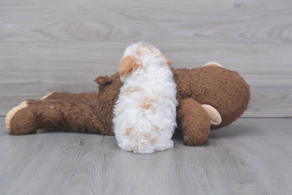 Popular Havapoo Poodle Mix Pup