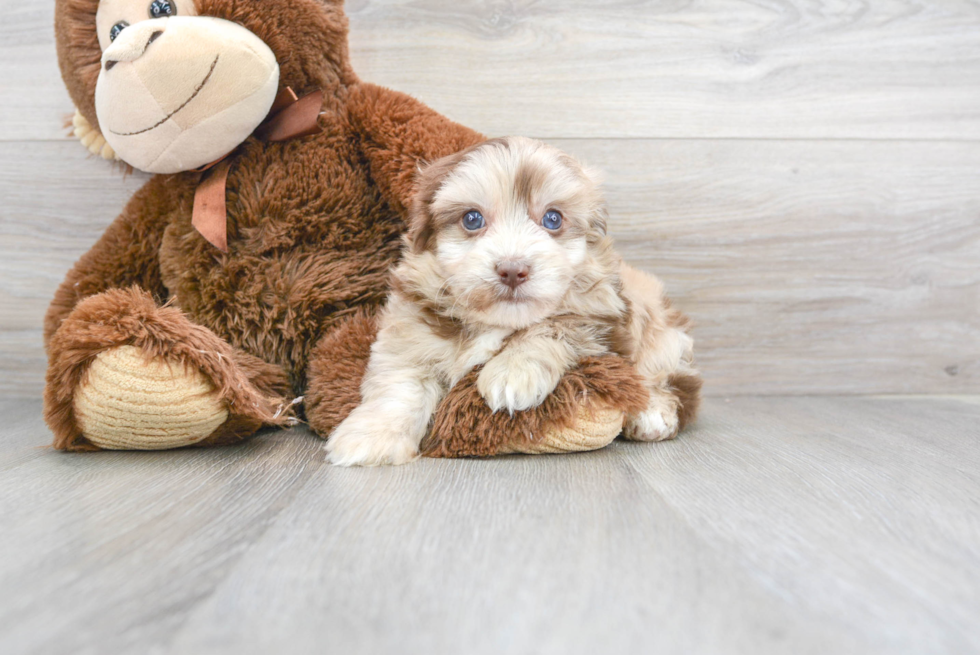 Funny Havapoo Poodle Mix Pup