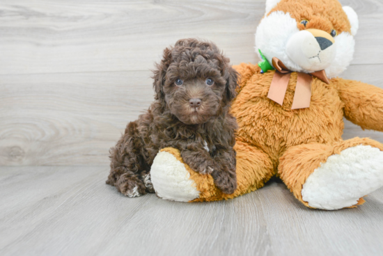 Fluffy Havapoo Poodle Mix Pup