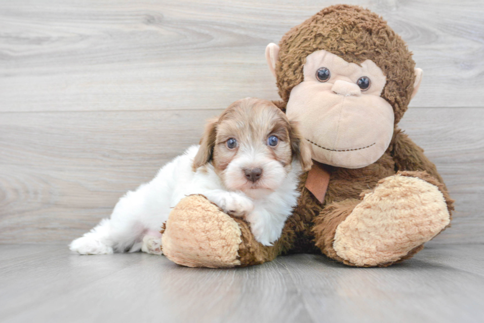 Smart Havapoo Poodle Mix Pup