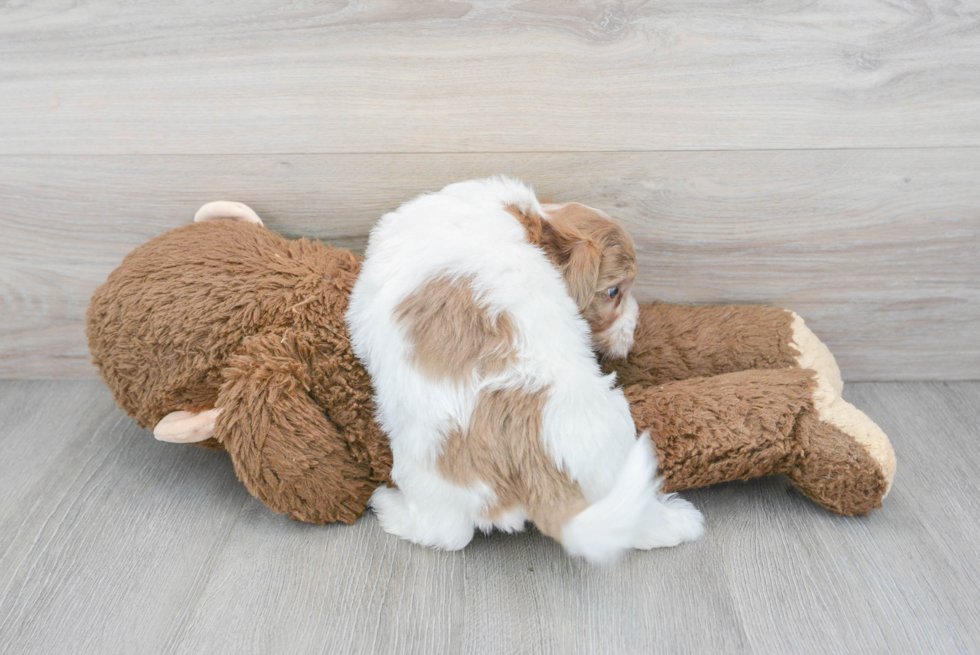 Havapoo Pup Being Cute
