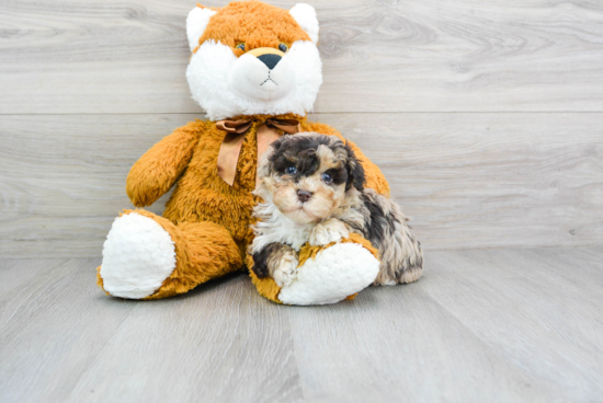 Adorable Havanese Poodle Mix Puppy