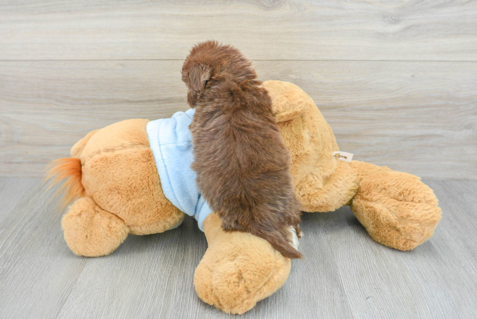 Energetic Havanese Poodle Mix Puppy