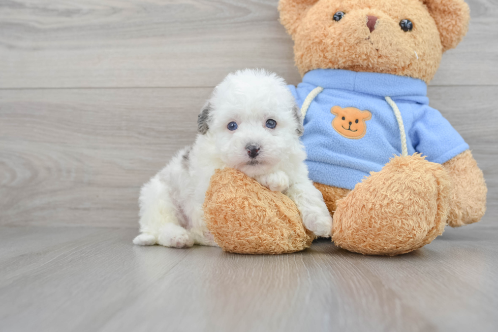 Playful Havanese Poodle Mix Puppy