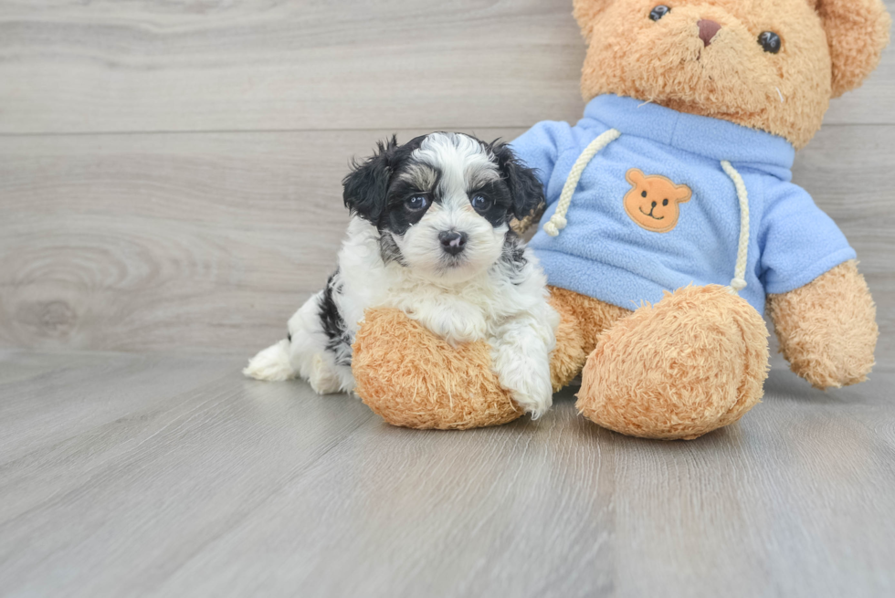 Havapoo Pup Being Cute