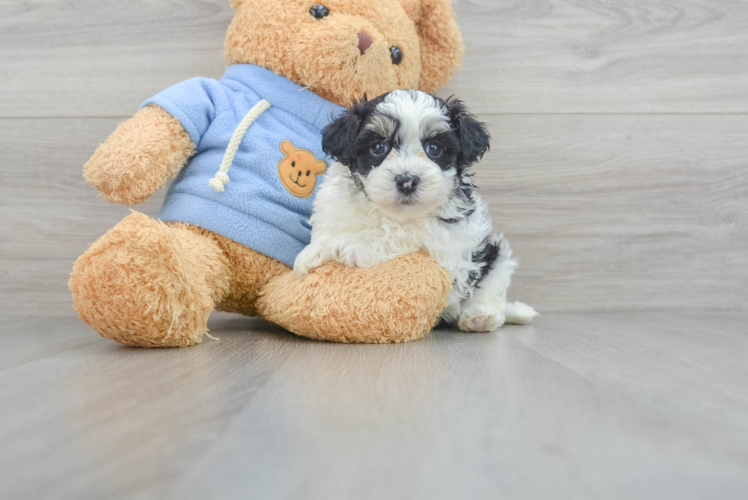 Hypoallergenic Havanese Poodle Mix Puppy