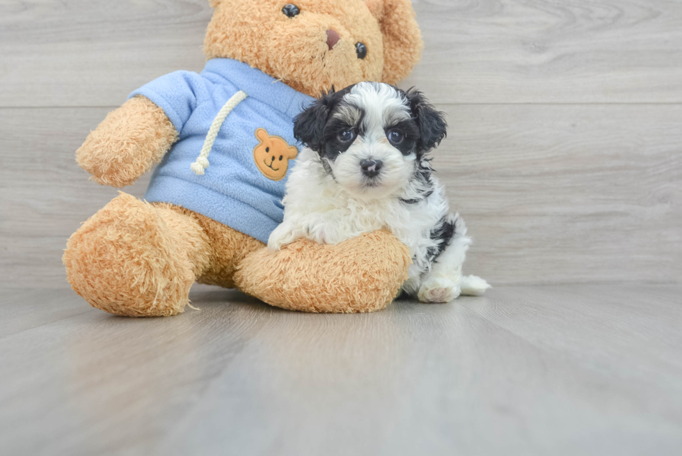 Hypoallergenic Havanese Poodle Mix Puppy