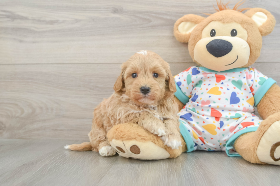 5 week old Havapoo Puppy For Sale - Premier Pups