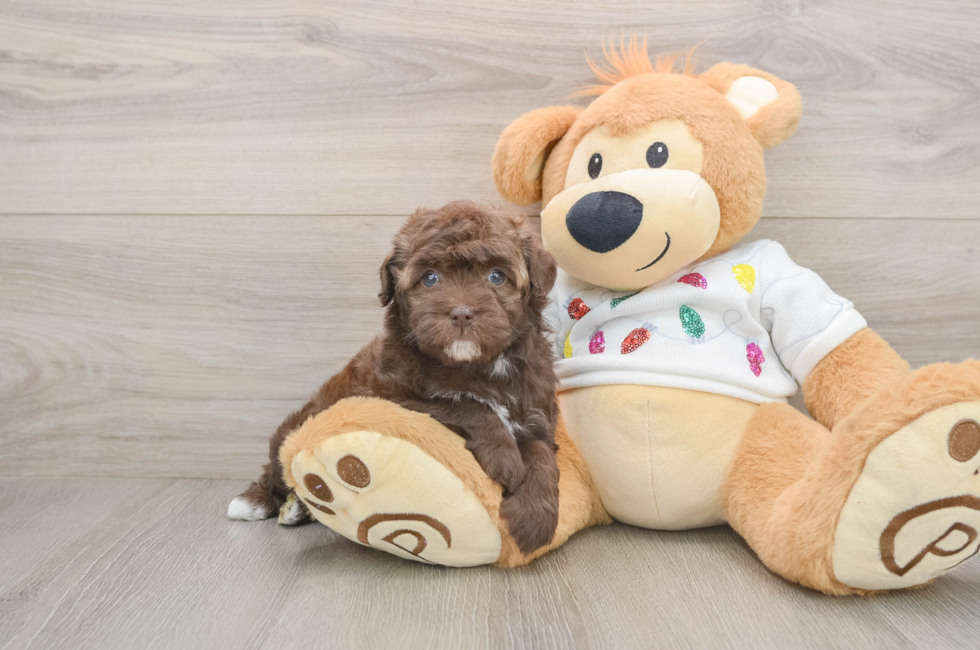 5 week old Havapoo Puppy For Sale - Premier Pups