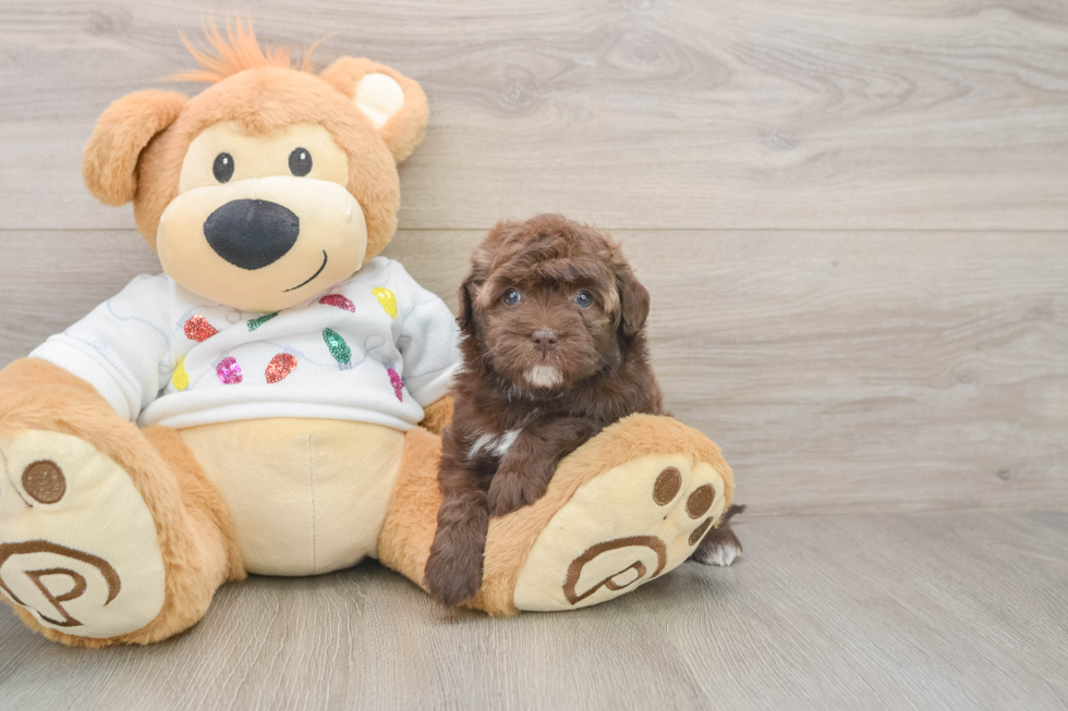 Friendly Havapoo Baby