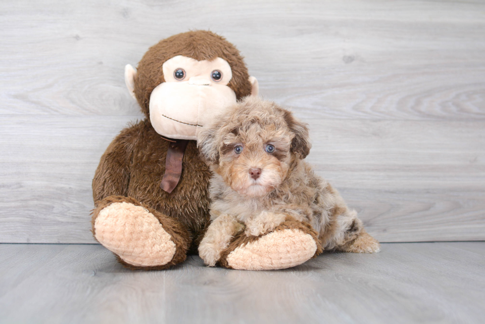 Smart Havapoo Poodle Mix Pup