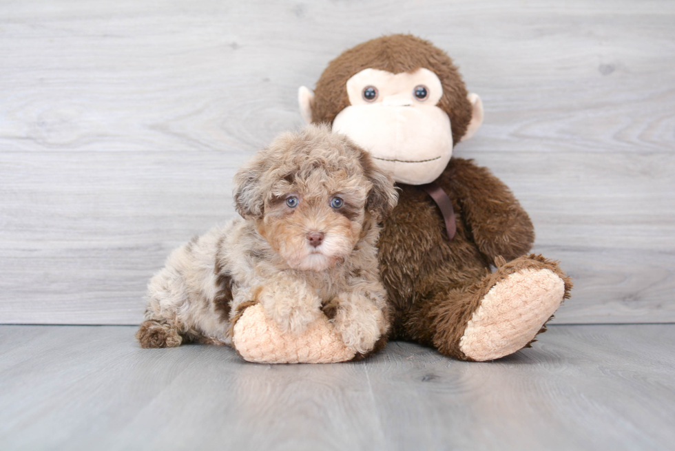 Smart Havapoo Poodle Mix Pup