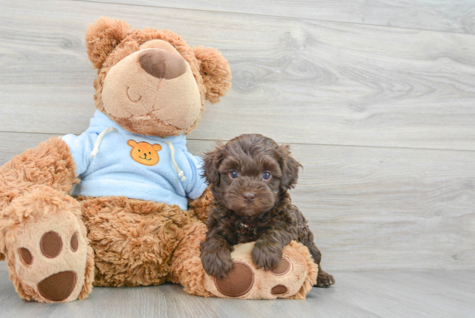 Popular Havapoo Poodle Mix Pup