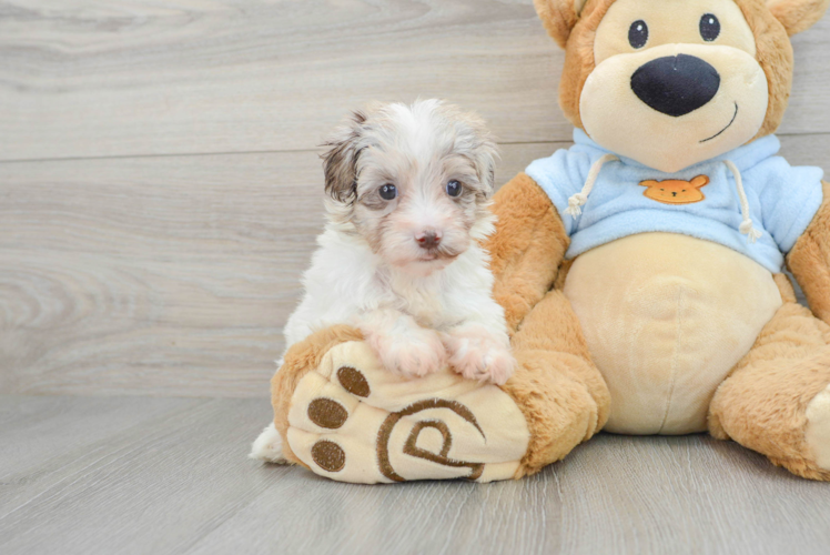 Playful Havanese Poodle Mix Puppy