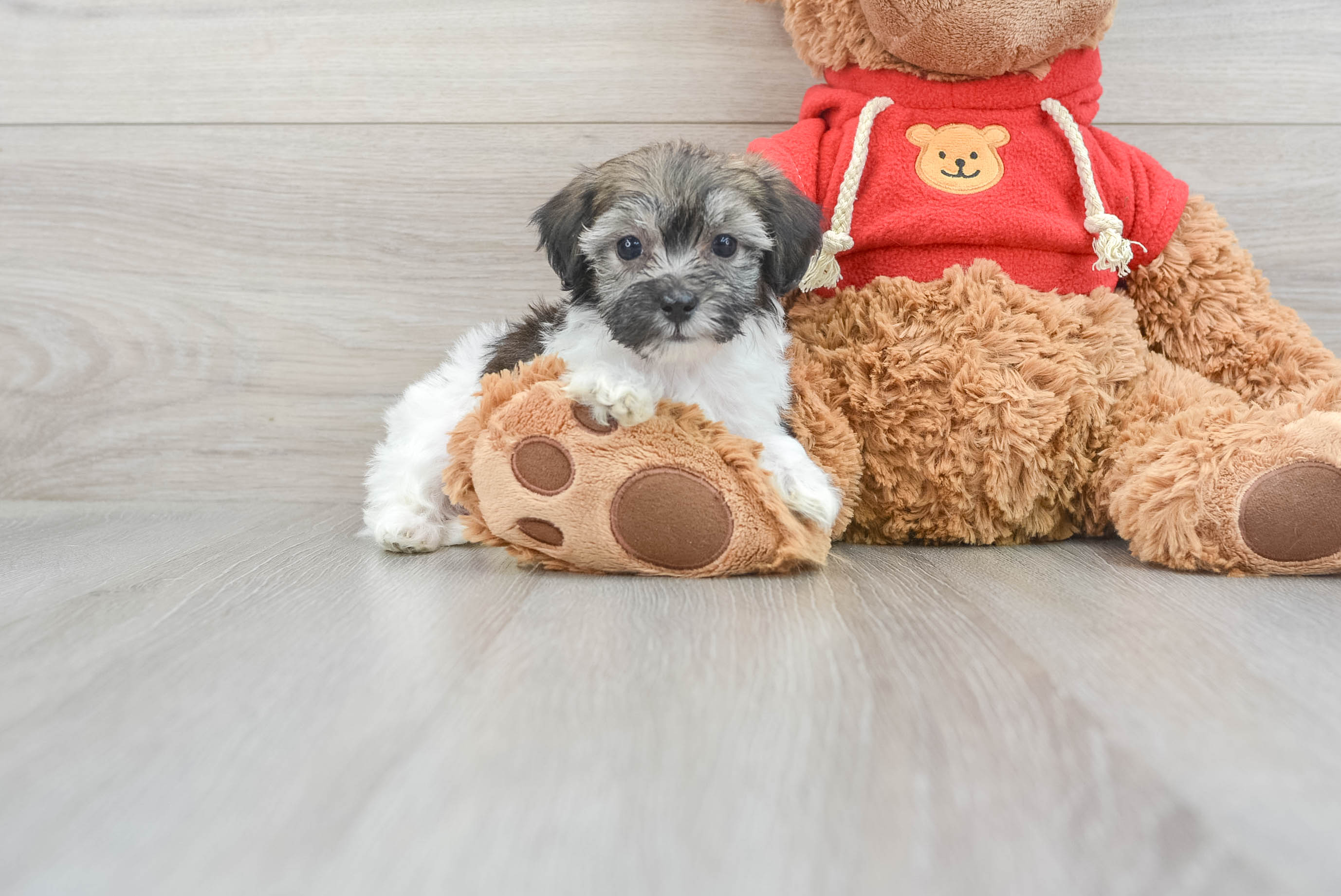 Havapoo Pup Being Cute