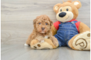 Havapoo Puppy for Adoption