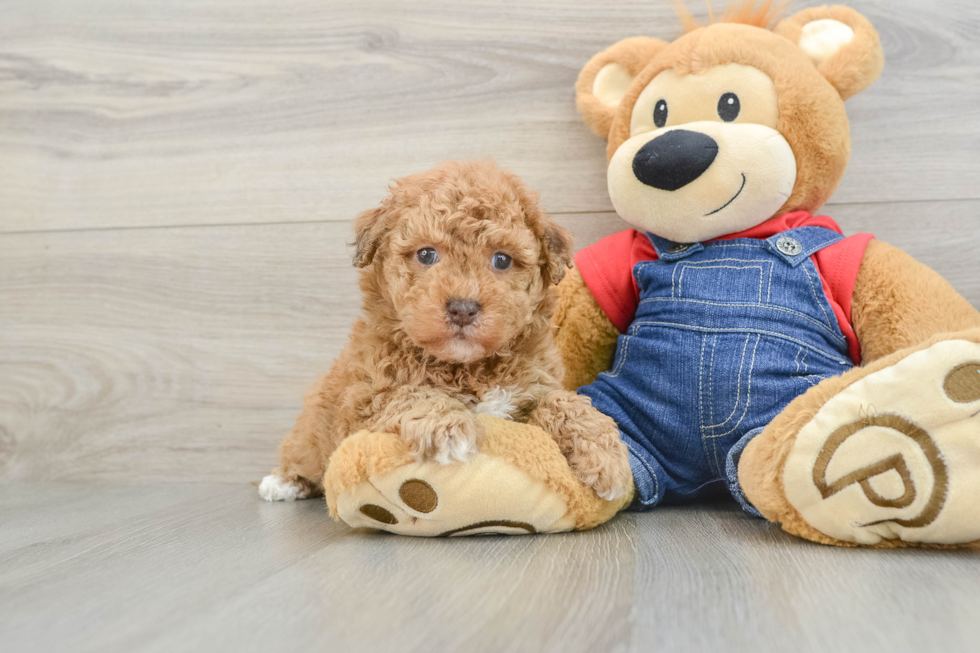 Havapoo Puppy for Adoption