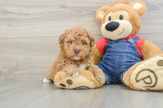Havapoo Puppy for Adoption