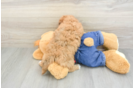 Popular Havapoo Poodle Mix Pup