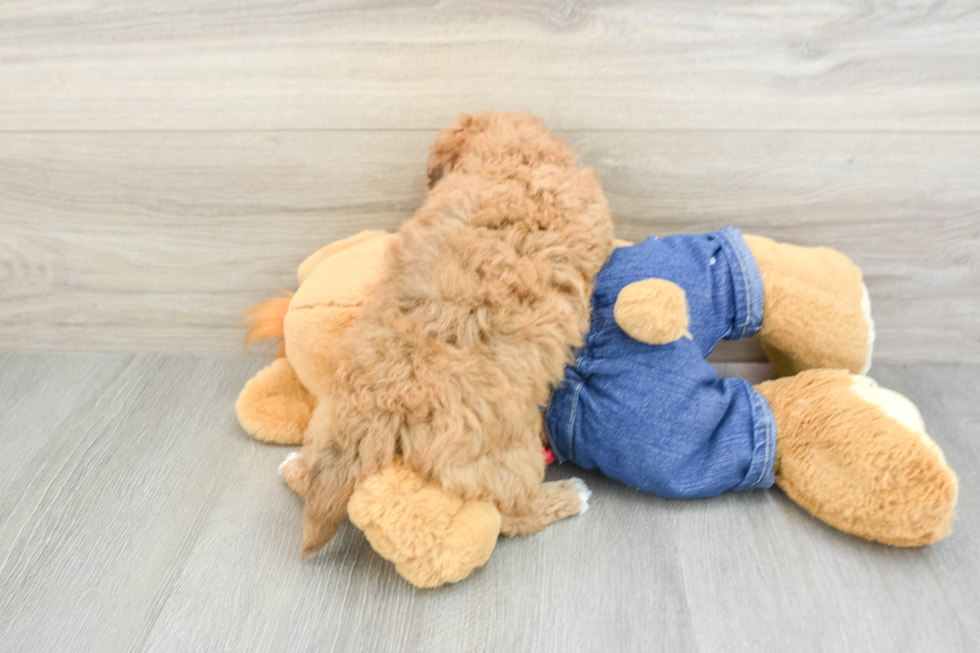 Popular Havapoo Poodle Mix Pup
