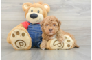 Havapoo Puppy for Adoption