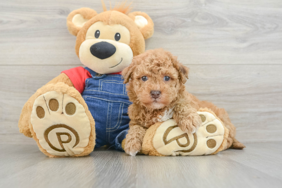 Havapoo Puppy for Adoption