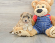 8 week old Havapoo Puppy For Sale - Premier Pups