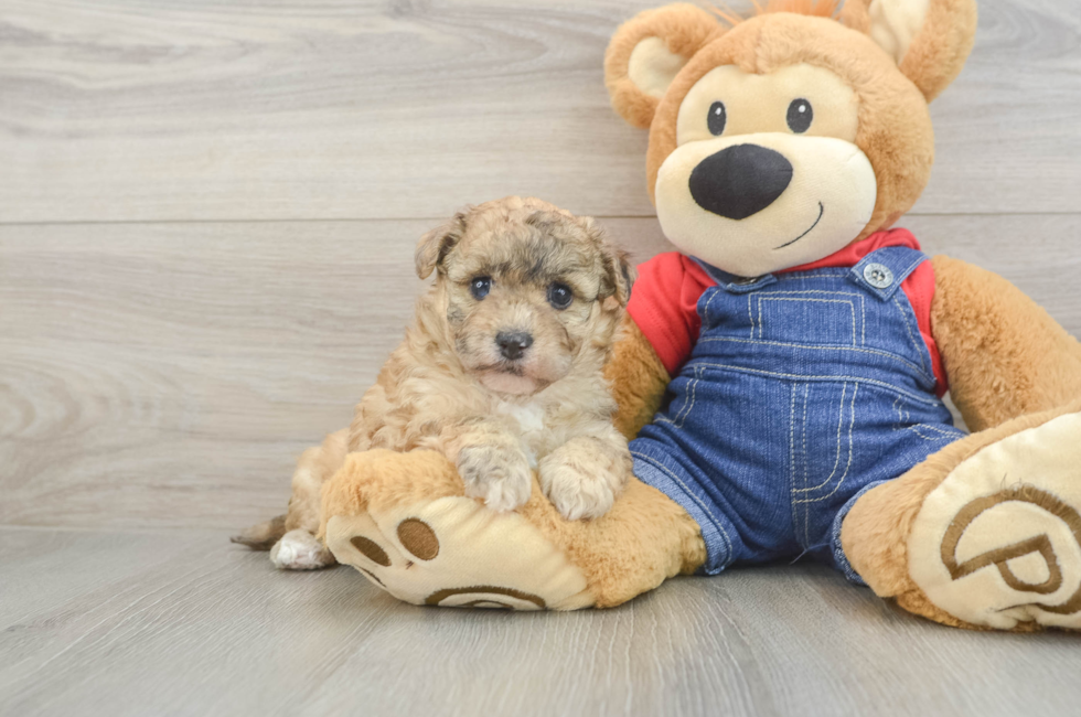 5 week old Havapoo Puppy For Sale - Premier Pups