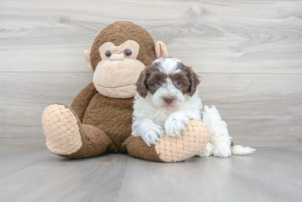 Funny Havapoo Poodle Mix Pup