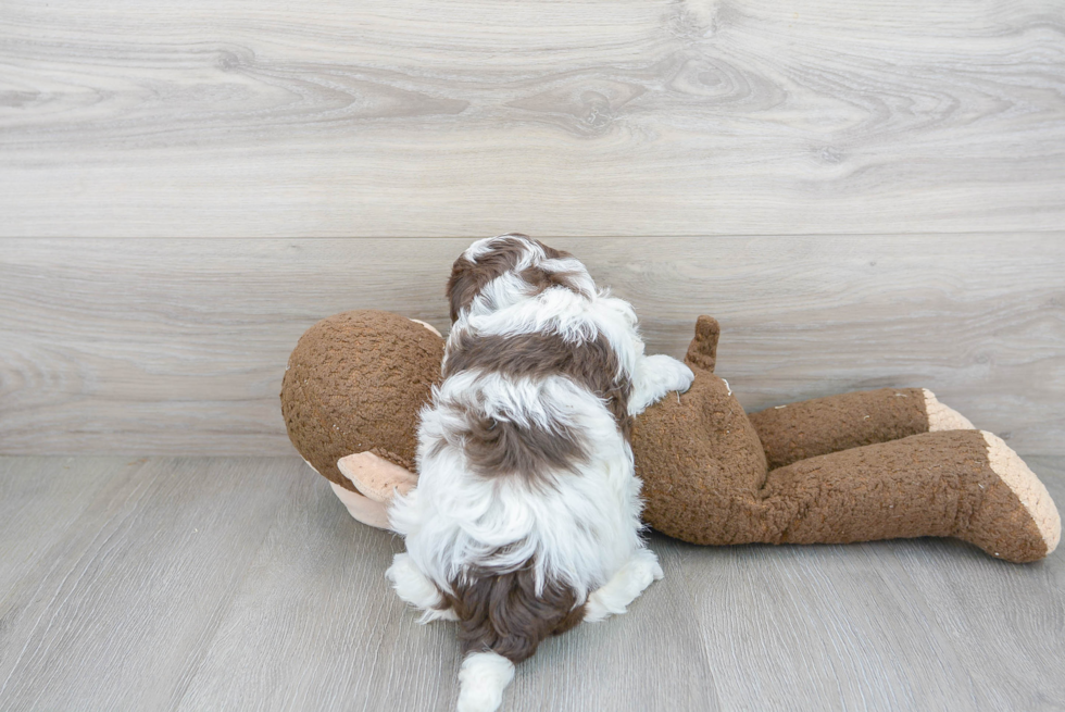 Playful Havanese Poodle Mix Puppy