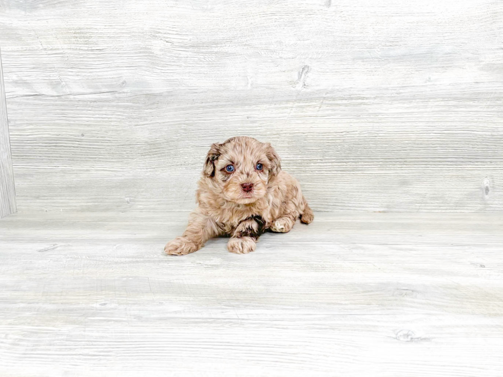 Cute Havapoo Baby