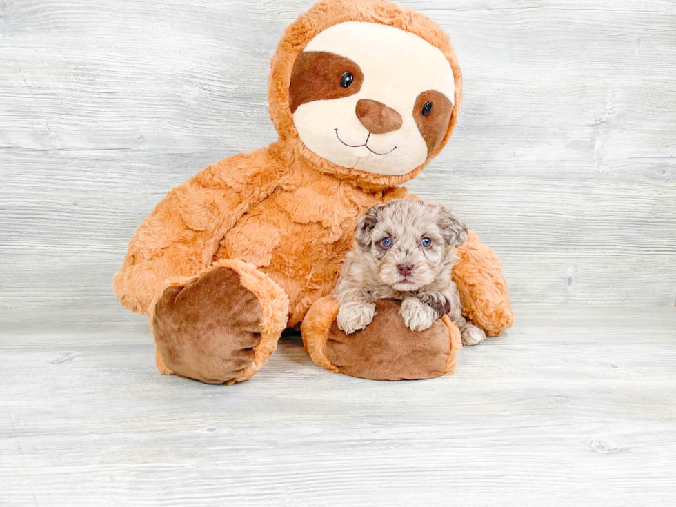 Cute Havapoo Poodle Mix Pup