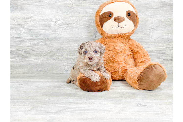 Cute Havapoo Poodle Mix Pup