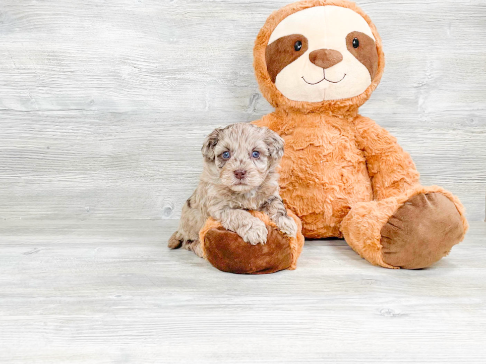Cute Havapoo Poodle Mix Pup