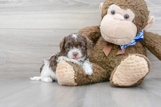 Playful Havanese Poodle Mix Puppy