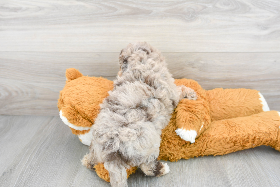 Playful Havanese Poodle Mix Puppy