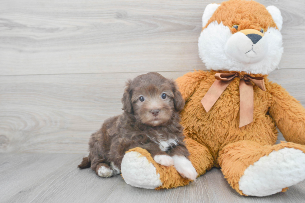 Smart Havapoo Poodle Mix Pup