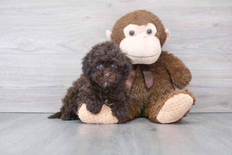 Playful Havadoodle Poodle Mix Puppy