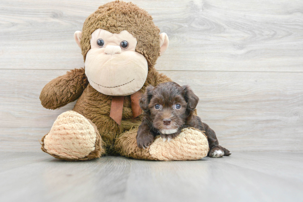 Smart Havapoo Poodle Mix Pup