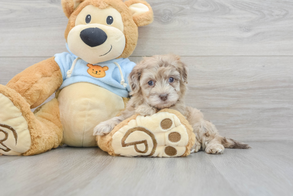 Fluffy Havapoo Poodle Mix Pup