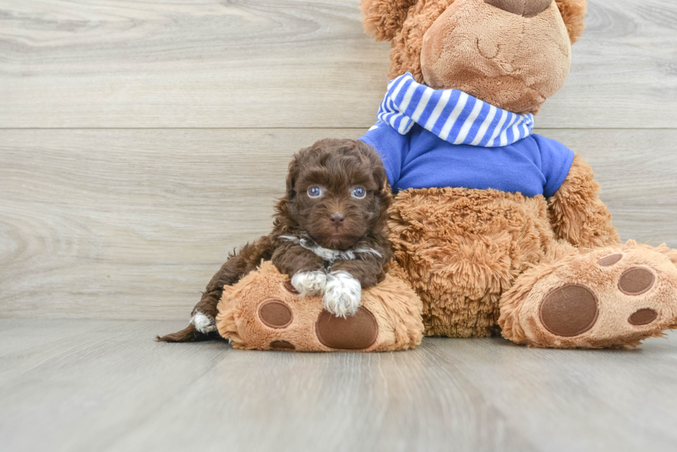 Energetic Havadoodle Poodle Mix Puppy