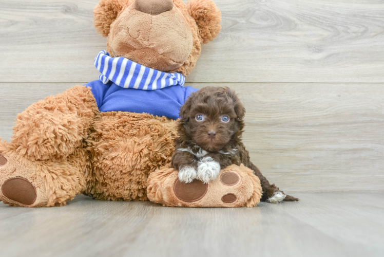 Popular Havapoo Poodle Mix Pup